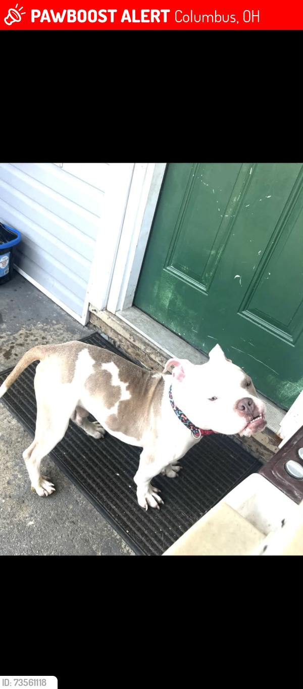 Lost Male Dog last seen Cleveland Avenue, Columbus, OH 43211