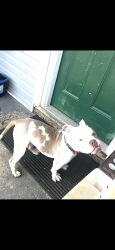 Lost Male Dog last seen Cleveland Avenue, Columbus, OH 43211