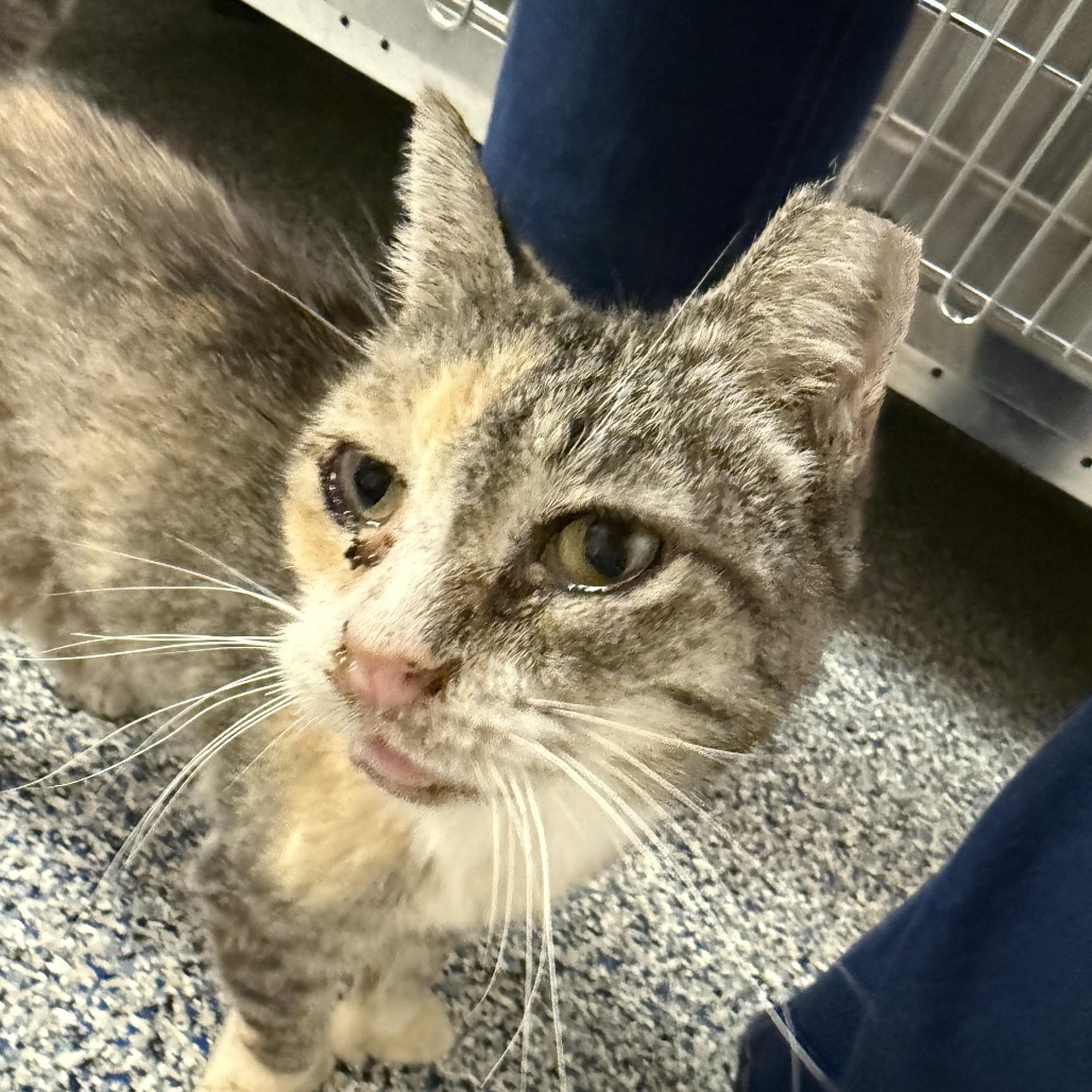 Shelter Stray Female Cat last seen , 99 Victor Rd, Fairport, NY 14450, USA