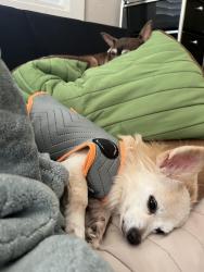 Reunited Female Dog last seen Columbia and West Willow near Victory Park, Stockton, CA 95203