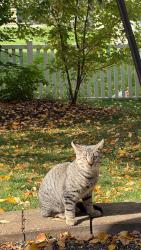 Found/Stray Male Cat last seen Washington and Royce Rd, Naperville, IL 60565
