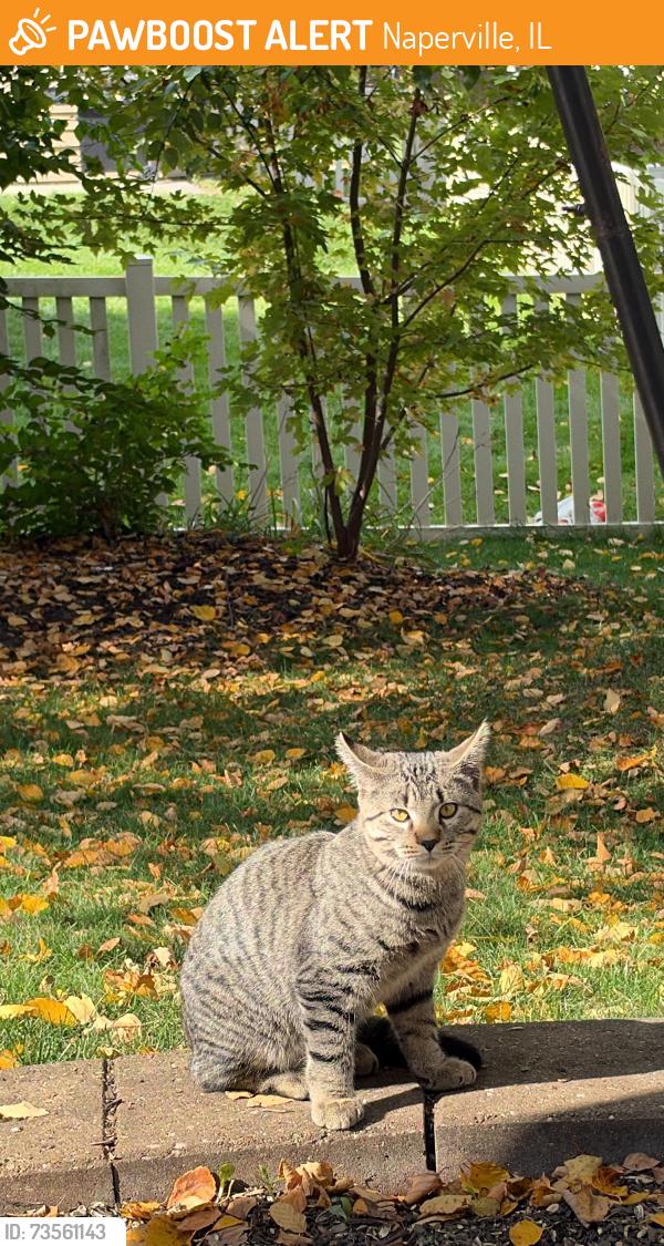 Found/Stray Male Cat last seen Washington and Royce Rd, Naperville, IL 60565