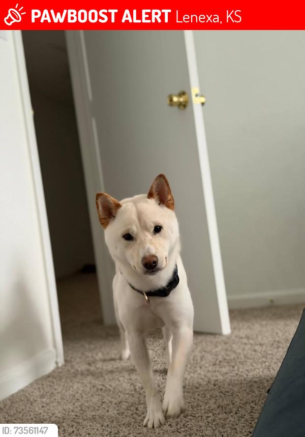 Lost Male Dog last seen Near legler circle, Lenexa, KS 66219