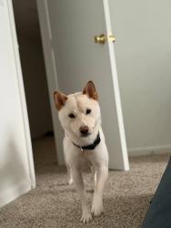 Lost Male Dog last seen Near legler circle, Lenexa, KS 66219