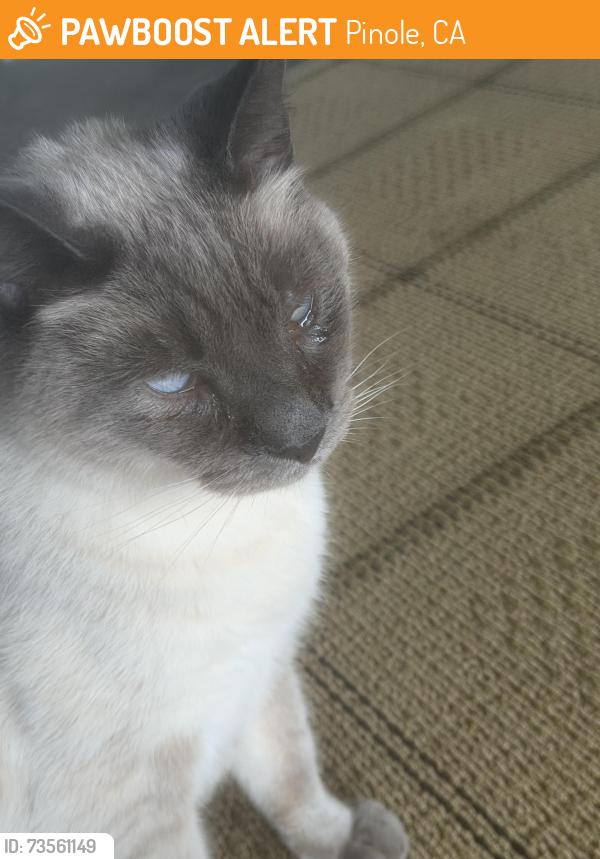 Found/Stray Female Cat last seen Pinole and san pablo, Pinole, CA 94564