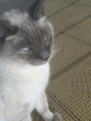 Found/Stray Female Cat last seen Pinole and san pablo, Pinole, CA 94564