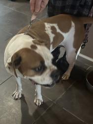 Found/Stray Male Dog last seen County Road 4381 & 4382, Decatur, TX 76234