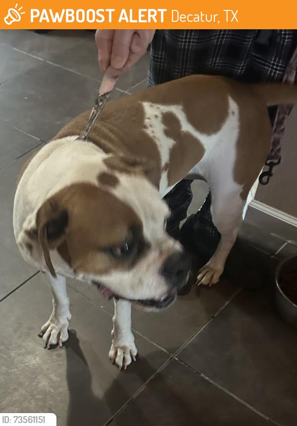 Found/Stray Male Dog last seen County Road 4381 & 4382, Decatur, TX 76234
