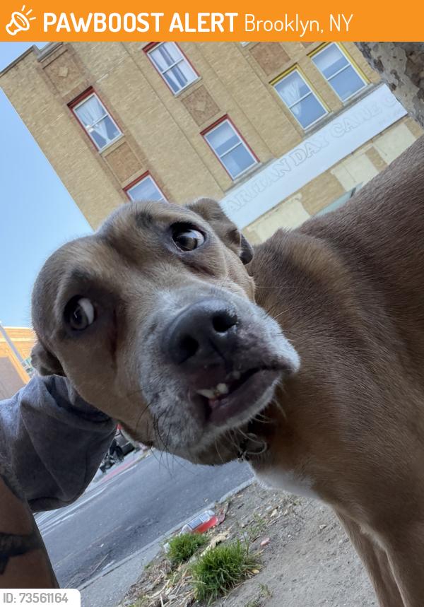 Found/Stray Female Dog last seen One Stop Health Deli on Ralph, Brooklyn, NY 11221