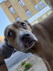 Found/Stray Female Dog last seen One Stop Health Deli on Ralph, Brooklyn, NY 11221