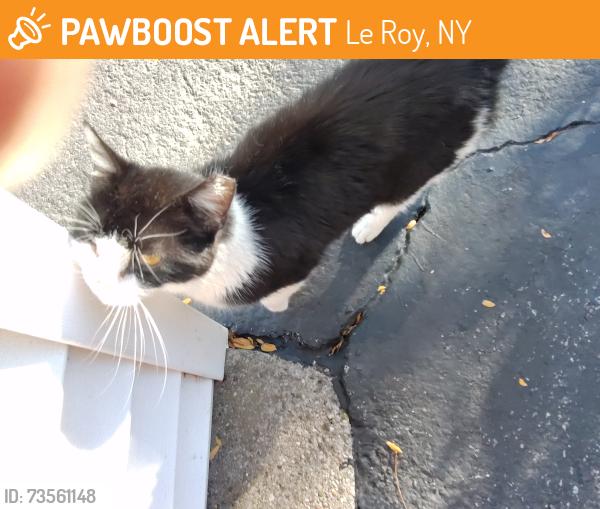 Found/Stray Unknown Cat last seen Across from the old Jello Factory, Le Roy, NY 14482
