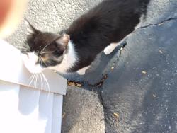 Found/Stray Unknown Cat last seen Across from the old Jello Factory, Le Roy, NY 14482