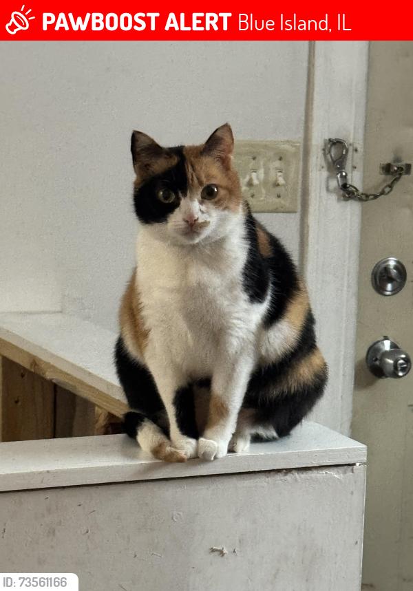 Lost Female Cat last seen Lincoln St, Blue Island, IL 60406