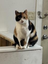 Lost Female Cat last seen Lincoln St, Blue Island, IL 60406