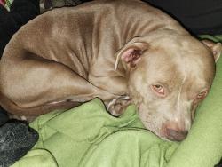 Lost Female Dog last seen W. Little Back River Rd & Roland Dr, Hampton, VA, Hampton, VA 23669