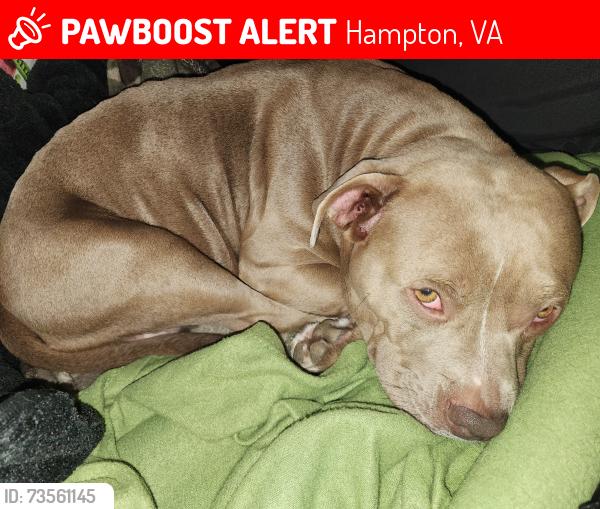 Lost Female Dog last seen W. Little Back River Rd & Roland Dr, Hampton, VA, Hampton, VA 23669