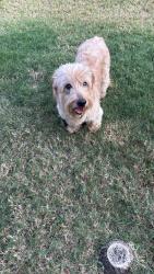 Found/Stray Male Dog last seen Shasta creek rd, Celina, TX 75009