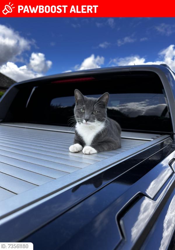 Lost Male Cat last seen Spalding, Gedney Broadgate, England 
