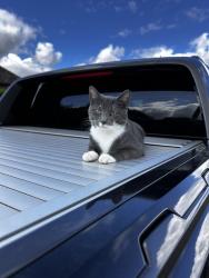 Lost Male Cat last seen Spalding, Gedney Broadgate, England 
