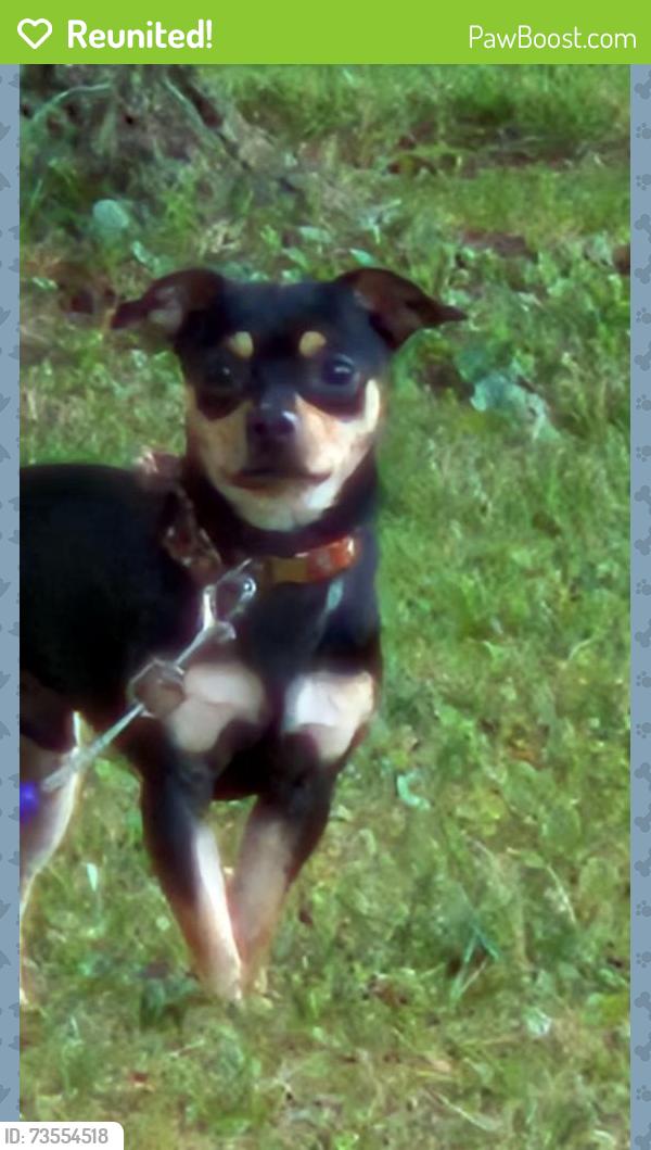 Reunited Male Dog last seen S Central Ave, Lodi, CA, USA, S Central Ave,  95253