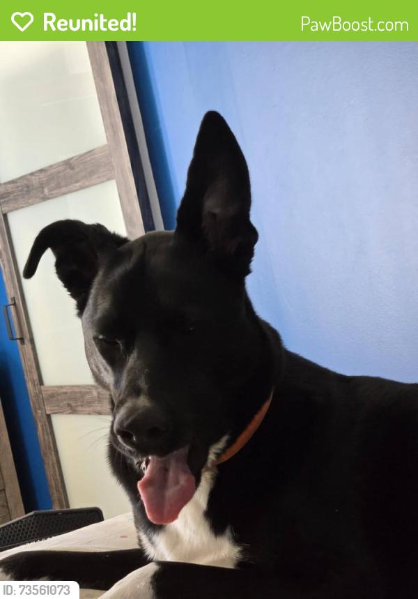 Reunited Female Dog last seen Near Cross Ties Restaurant, Thomasville, NC 27360