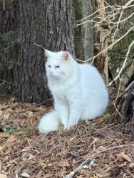 Found/Stray Unknown Cat last seen Washborn Ave in Pendleton, across from Advanced Auto Parts off of 76., Pendleton, SC 29670