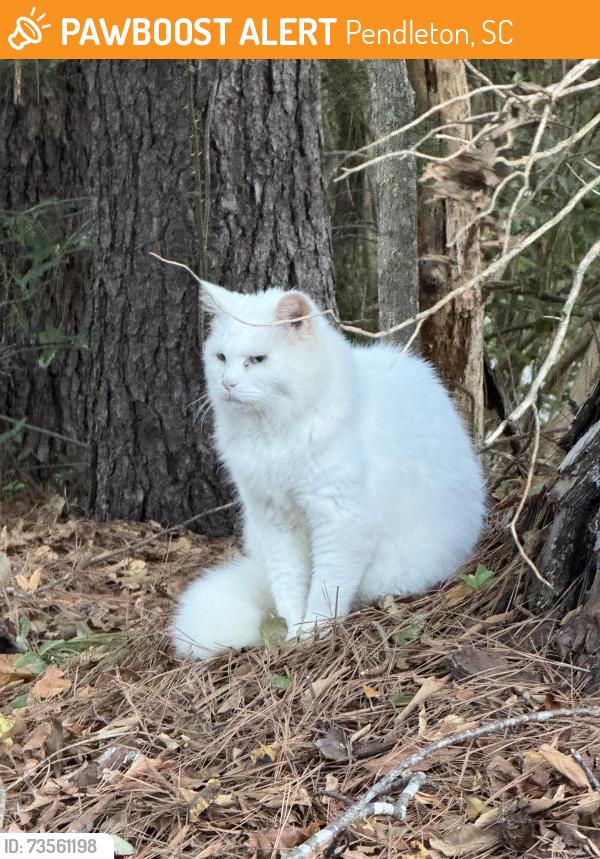 Found/Stray Unknown Cat last seen Washborn Ave in Pendleton, across from Advanced Auto Parts off of 76., Pendleton, SC 29670