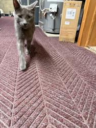 Reunited Male Cat last seen Oreo park , 44 st, Wyoming, MI 49509