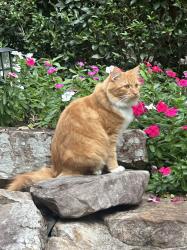 Lost Male Cat last seen Balmoral Circle Charlotte, NC, Charlotte, NC 28210