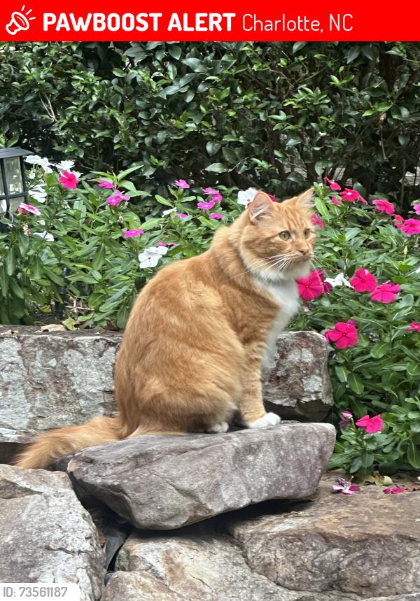 Lost Male Cat last seen Balmoral Circle Charlotte, NC, Charlotte, NC 28210
