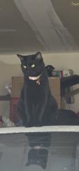 Reunited Female Cat last seen Mockingbird Meadows Dr off East Emory Rd, Knoxville, TN 37938
