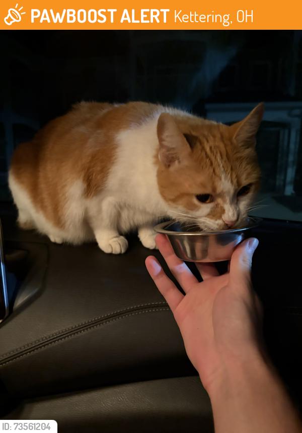 Found/Stray Unknown Cat last seen lakes of beavercreek, Kettering, OH 45440