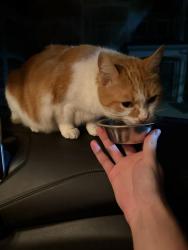 Found/Stray Unknown Cat last seen lakes of beavercreek, Kettering, OH 45440