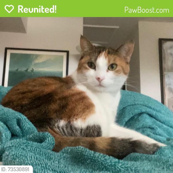 Reunited Female Cat last seen Vesper Court and Saratoga, Naperville, IL 60564