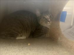 Shelter Stray Unknown Cat last seen , 3201 Lacy St, Los Angeles, CA 90031, USA