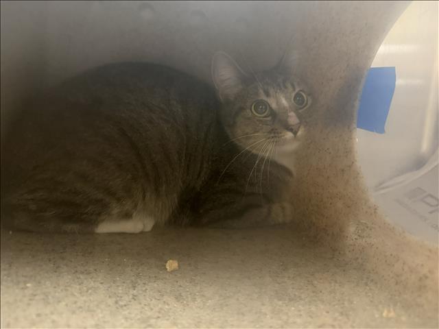 Shelter Stray Unknown Cat last seen , 3201 Lacy St, Los Angeles, CA 90031, USA