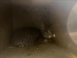 Shelter Stray Unknown Cat last seen , 3201 Lacy St, Los Angeles, CA 90031, USA
