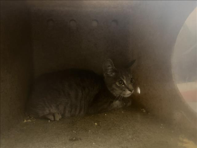 Shelter Stray Unknown Cat last seen , 3201 Lacy St, Los Angeles, CA 90031, USA