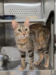 Shelter Stray Female Cat last seen ST CHARLES CO, 4850 Mid Rivers Mall Dr, St Peters, MO 63376, USA