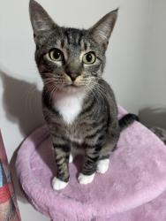Lost Female Cat last seen Antioch, Overland Park, KS 66212