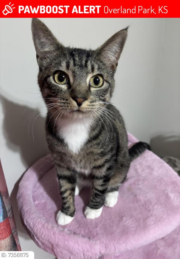 Lost Female Cat last seen Antioch, Overland Park, KS 66212