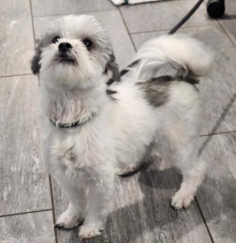 Shelter Stray Female Dog last seen Near BLOCK S GRANBY WAY, AURORA CO 80014 4024, 2080 S Quebec St, Denver, CO 80231, USA