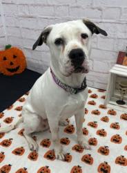 Shelter Stray Female Dog last seen Near BLOCK MICHIGAN AVE, DETROIT, MI 48216, 1431 E Ferry St, Detroit, MI 48211, USA