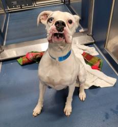Shelter Stray Male Dog last seen Near BLOCK FREELAND ST, DETROIT, MI 48227, 1431 E Ferry St, Detroit, MI 48211, USA