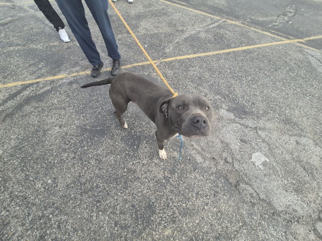 Shelter Stray Male Dog last seen Near BLOCK CONNER ST, DETROIT, MI, 1431 E Ferry St, Detroit, MI 48211, USA