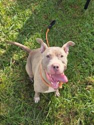Shelter Stray Female Dog last seen Near BLOCK S 40TH ST, 3528 Newburg Rd, Louisville, KY 40218, USA