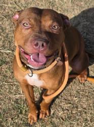 Shelter Stray Female Dog last seen Near BLOCK CEDARDALE RD, 3528 Newburg Rd, Louisville, KY 40218, USA