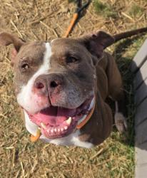 Shelter Stray Male Dog last seen Near BLOCK BEARCAMP ROAD, 3528 Newburg Rd, Louisville, KY 40218, USA