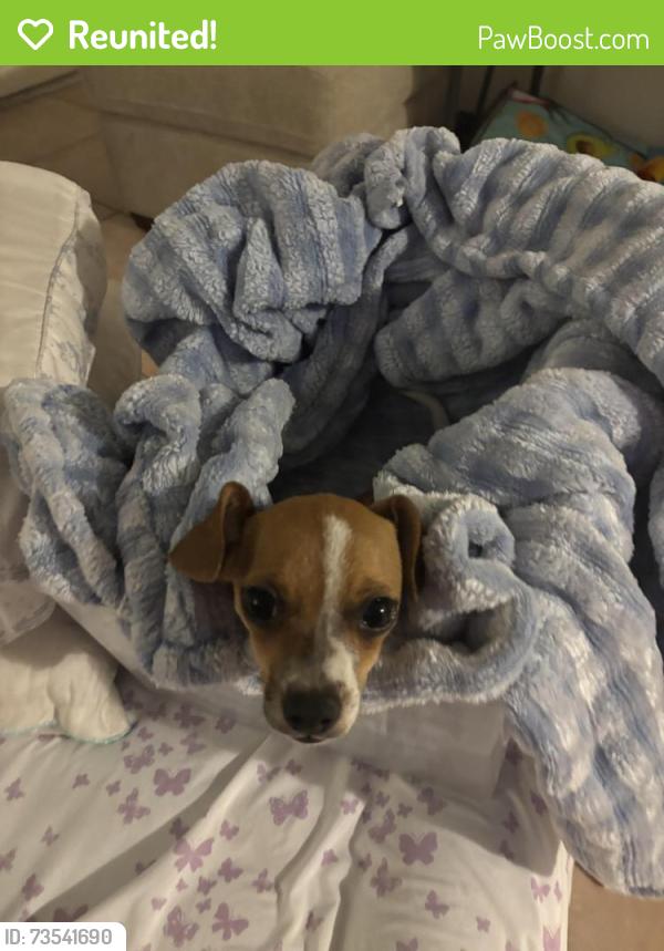 Reunited Male Dog last seen Cheyenne Dr and Riddle Rd in Holiday FL, Holiday, FL 34690