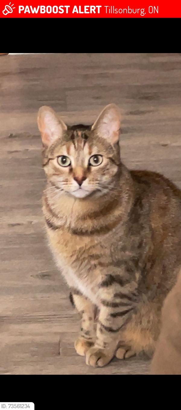 Lost Female Cat last seen Bridge St and Lisgar Ave, Tillsonburg, ON 